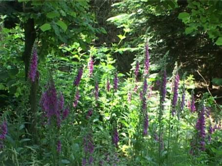 Walbeck : Auf dem Weg zum Haus Steprath, am Wegesrand blüht der Fingerhut